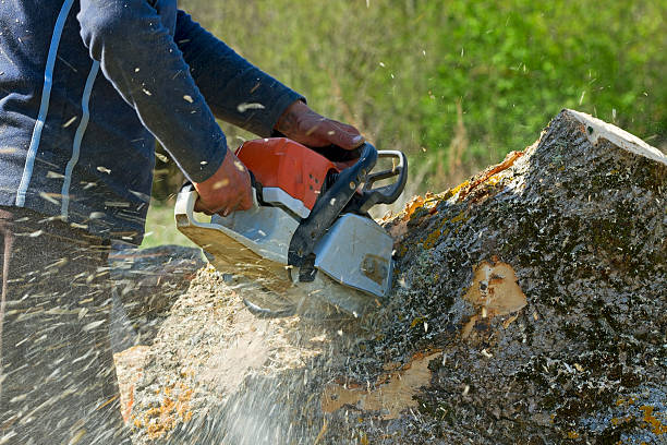 Reliable Estill Springs, TN Tree Service Solutions